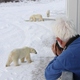 Illustration for article titled Is This a Rolling Hotel or a Polar Bear Buffet?